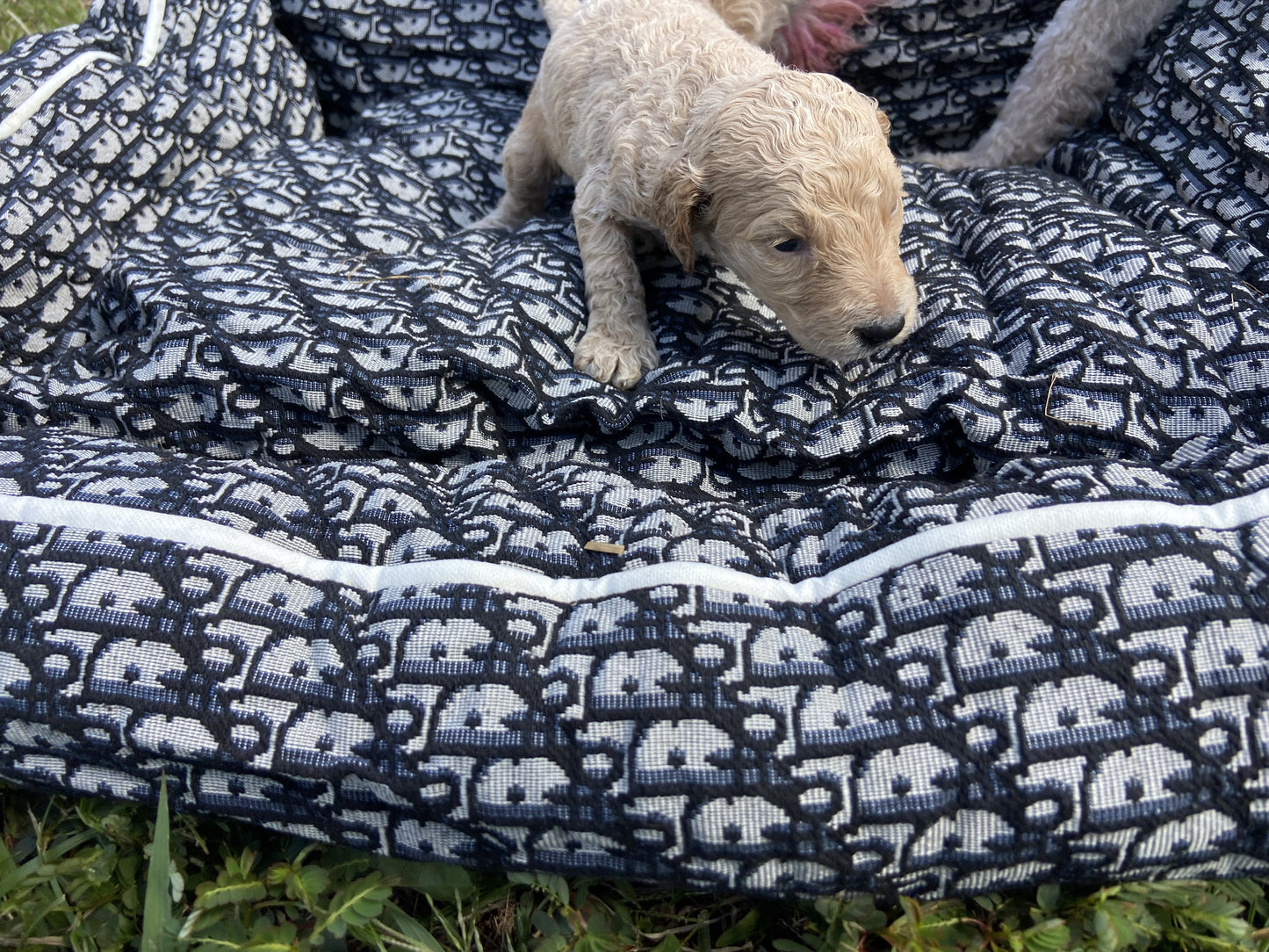 Goldendoodle Puppies