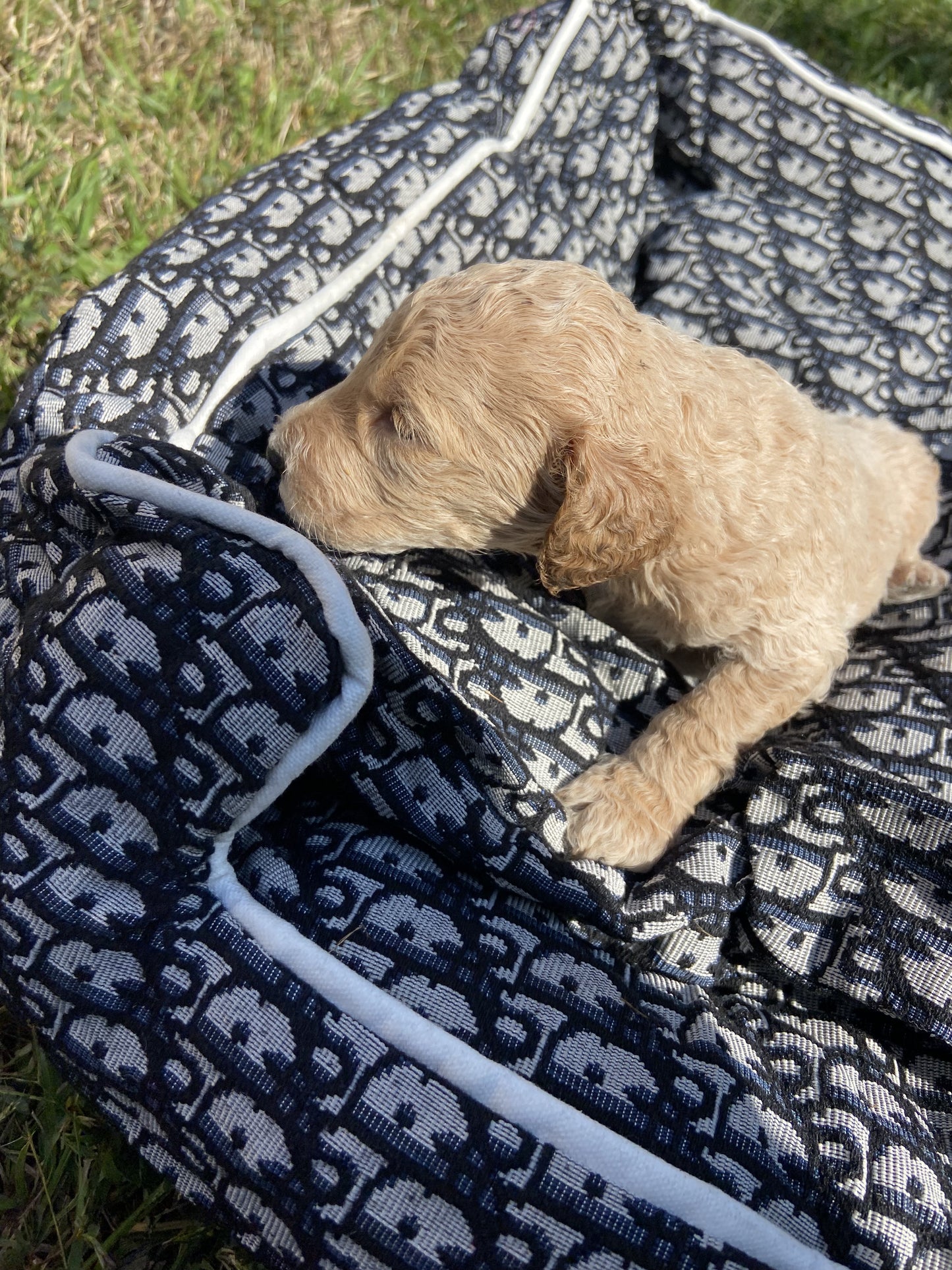 Goldendoodle Puppies