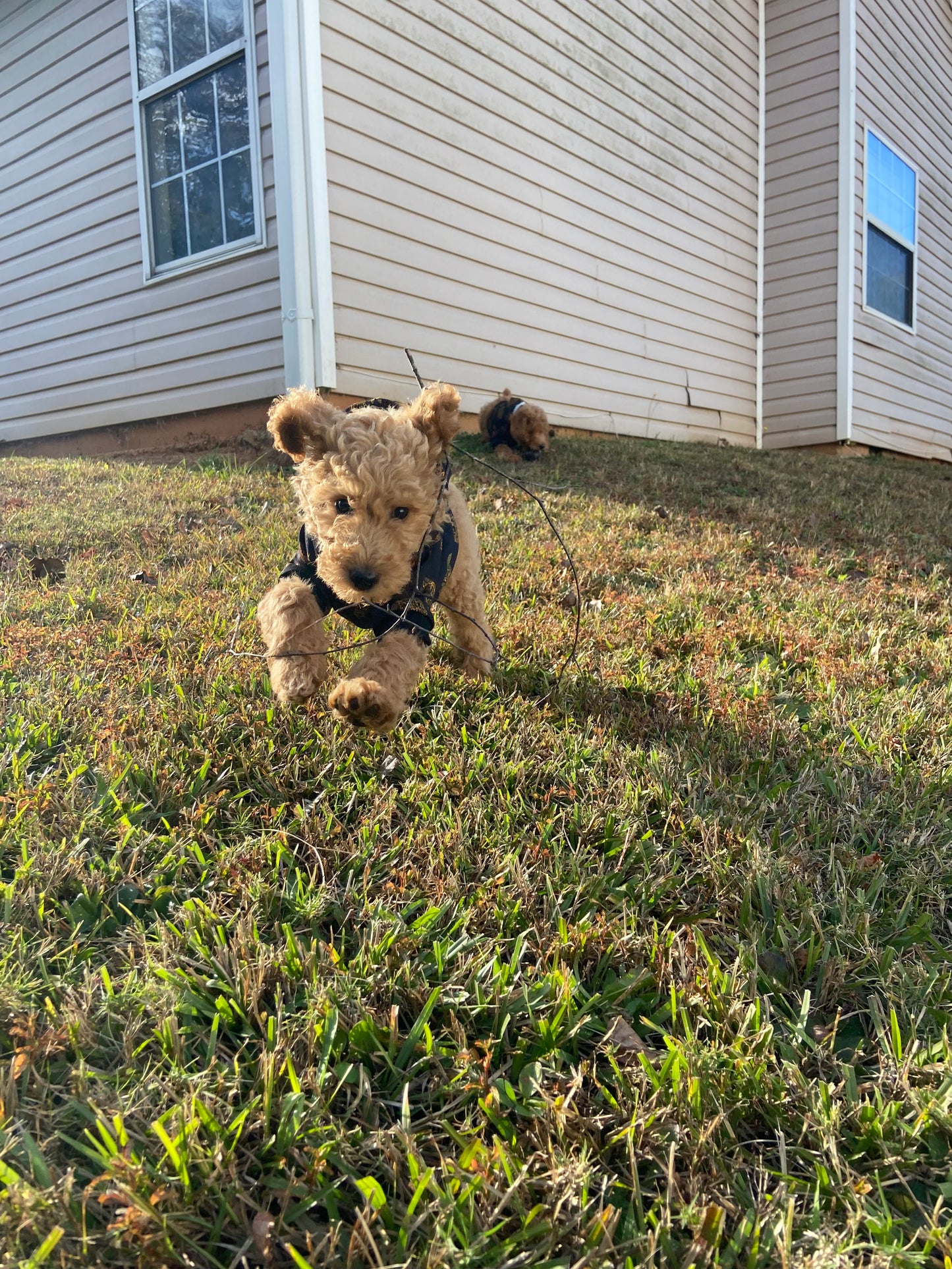 Goldendoodle Puppies