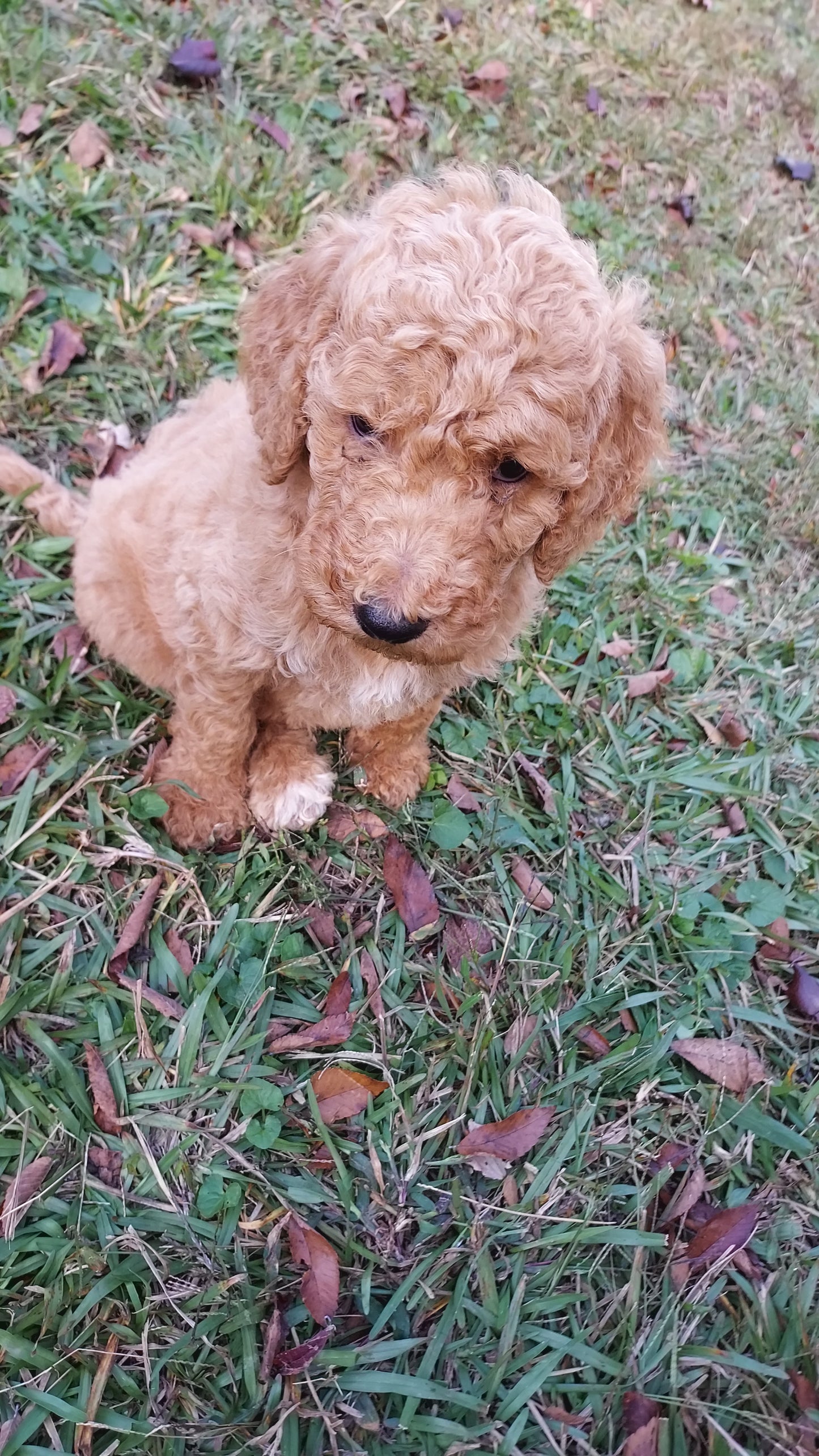 Goldendoodle Puppies