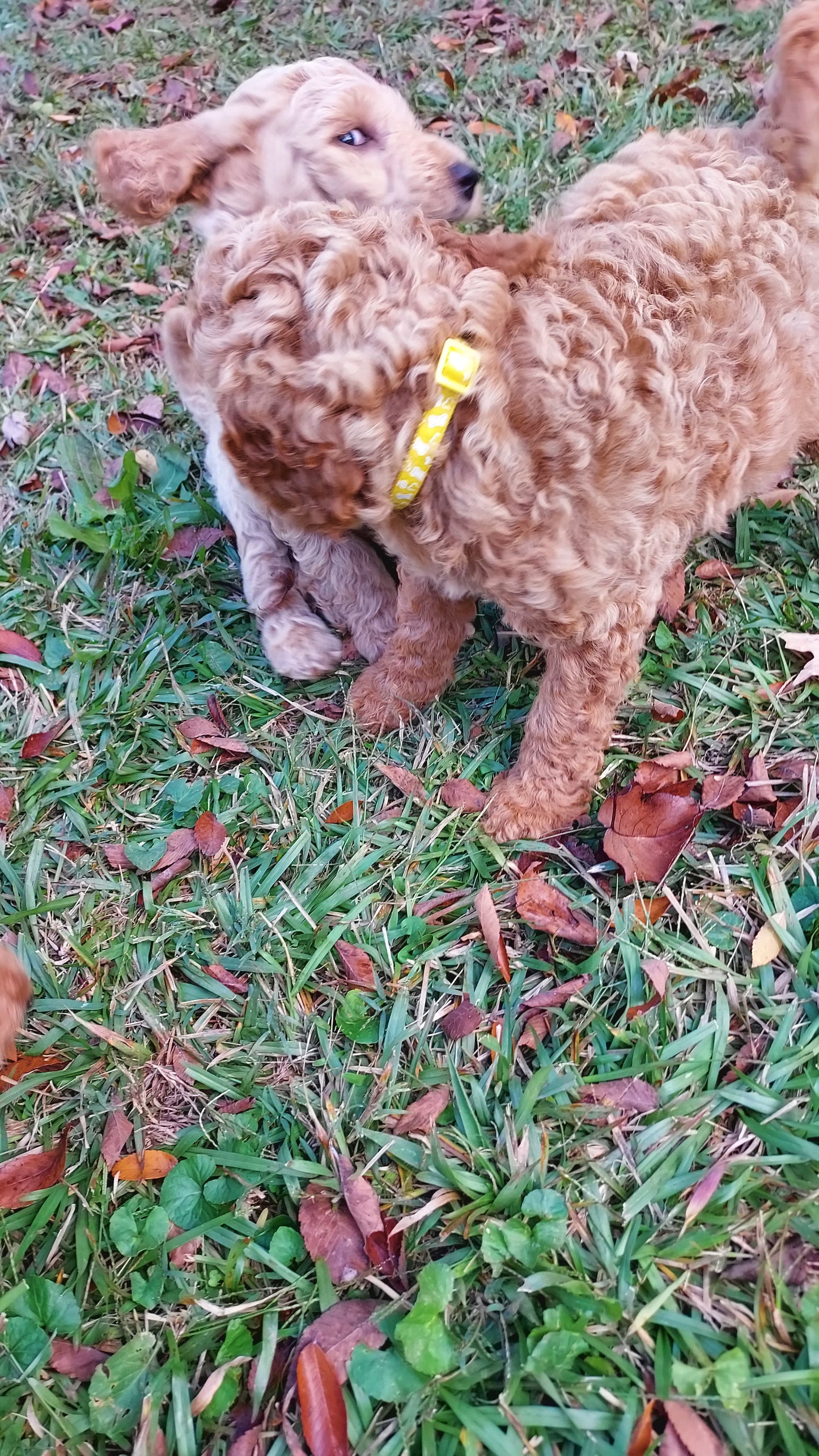 Goldendoodle Puppies