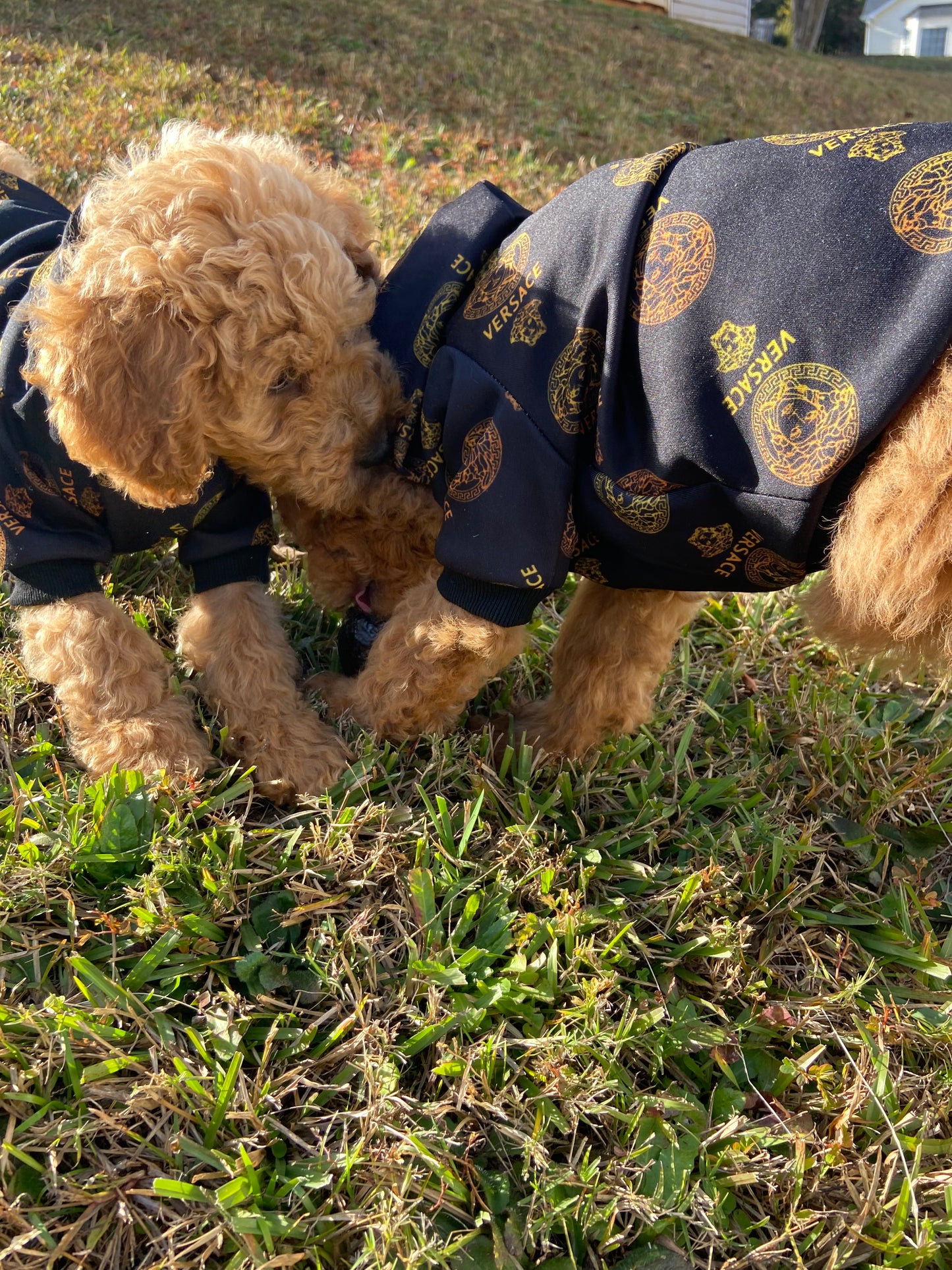 Goldendoodle Puppies