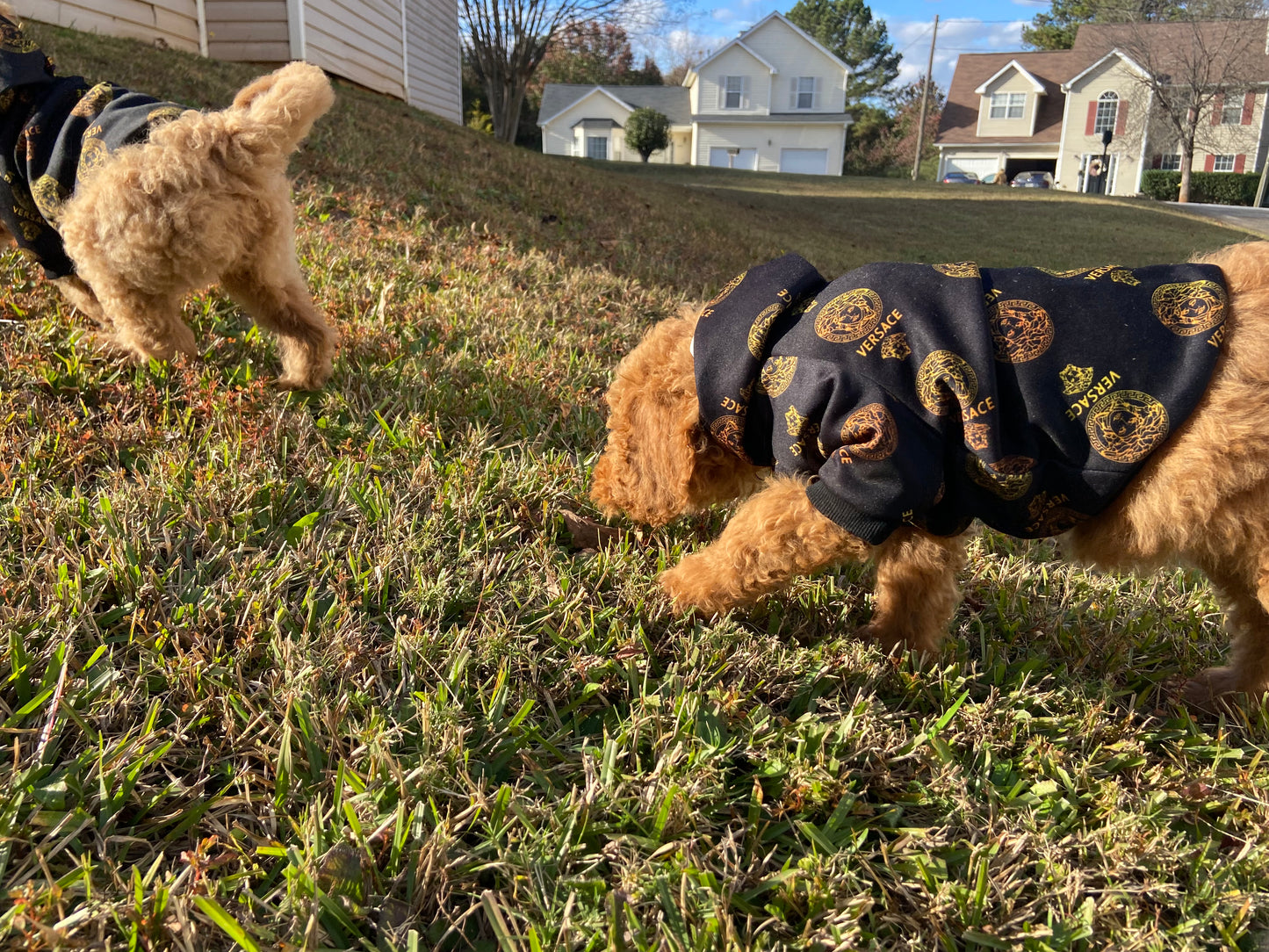 Goldendoodle Puppies