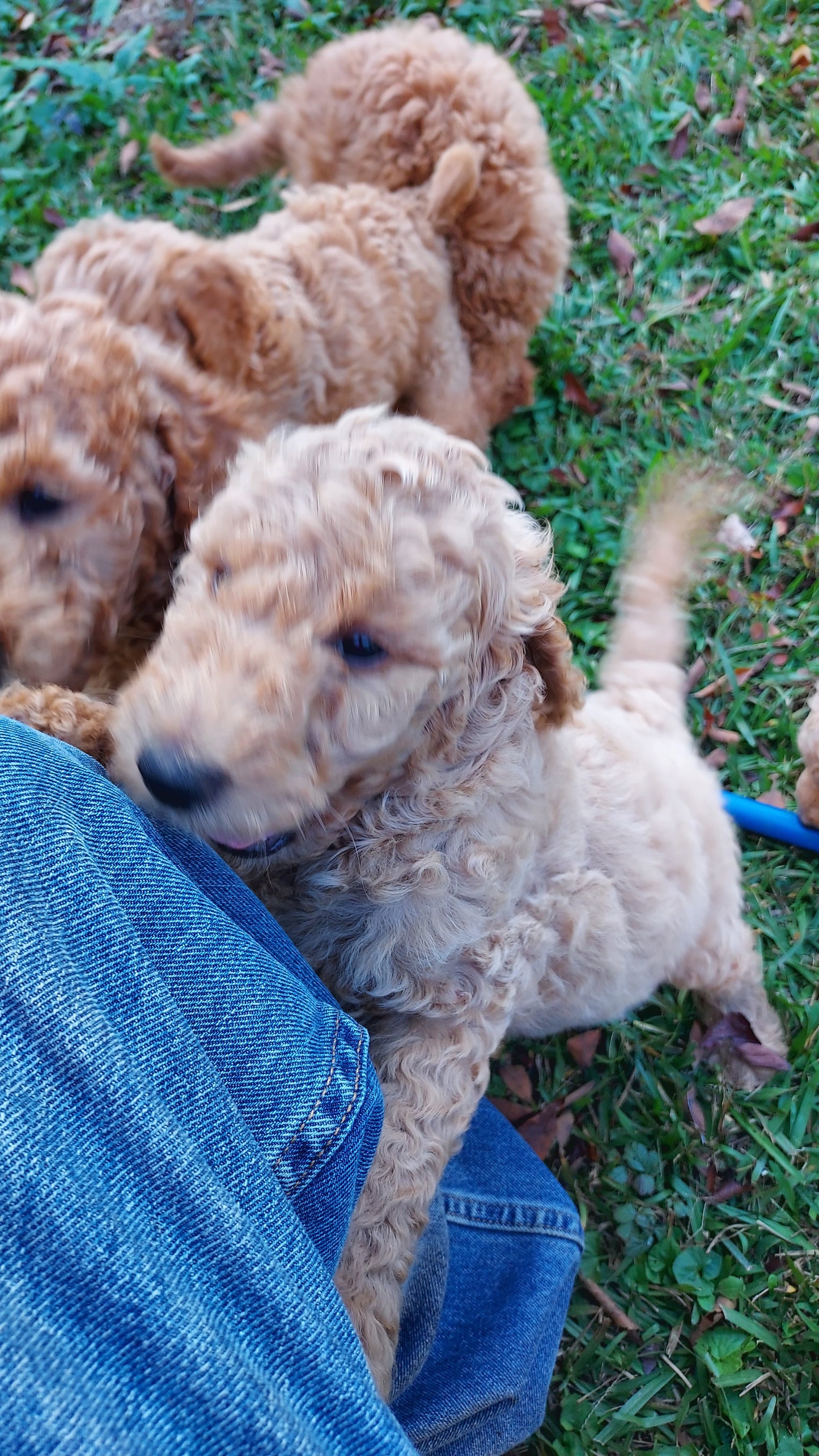 Goldendoodle Puppies