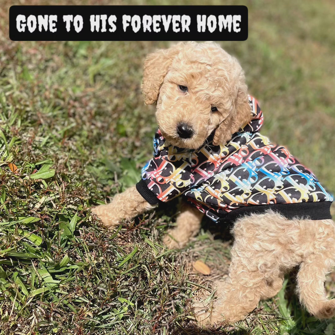 Goldendoodle Puppies