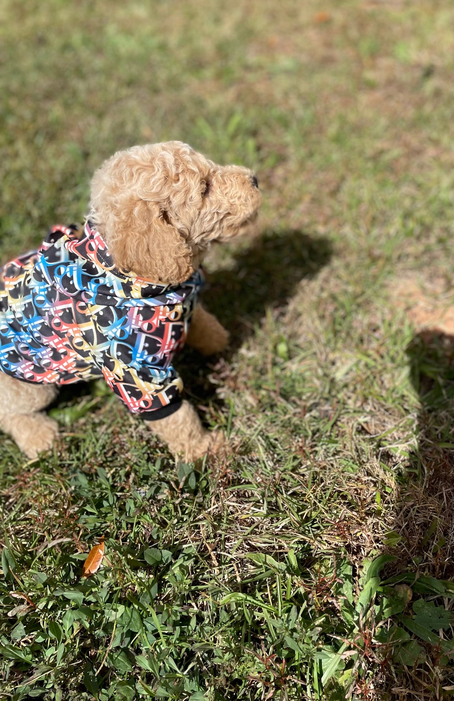 Goldendoodle Puppies