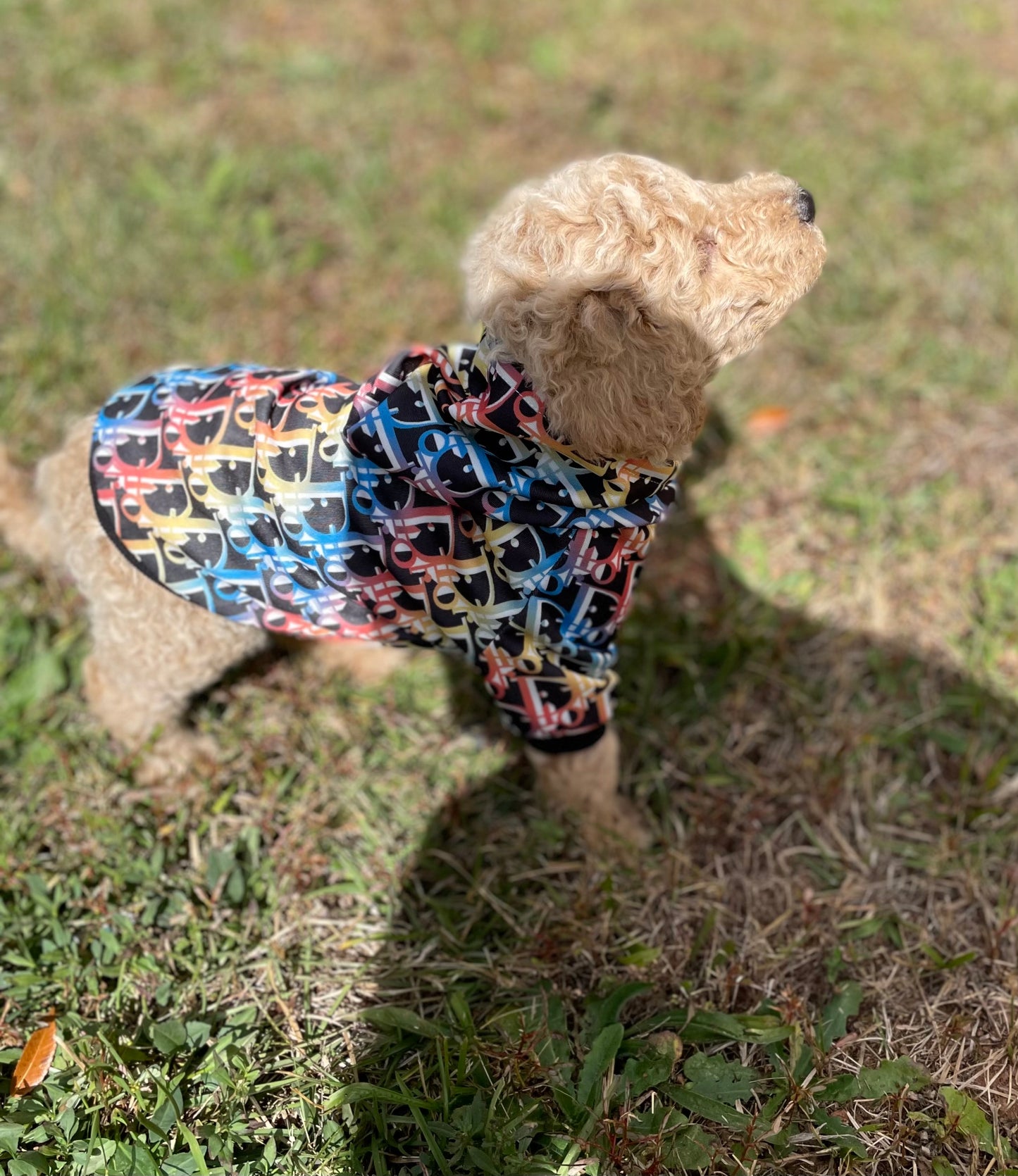 Goldendoodle Puppies