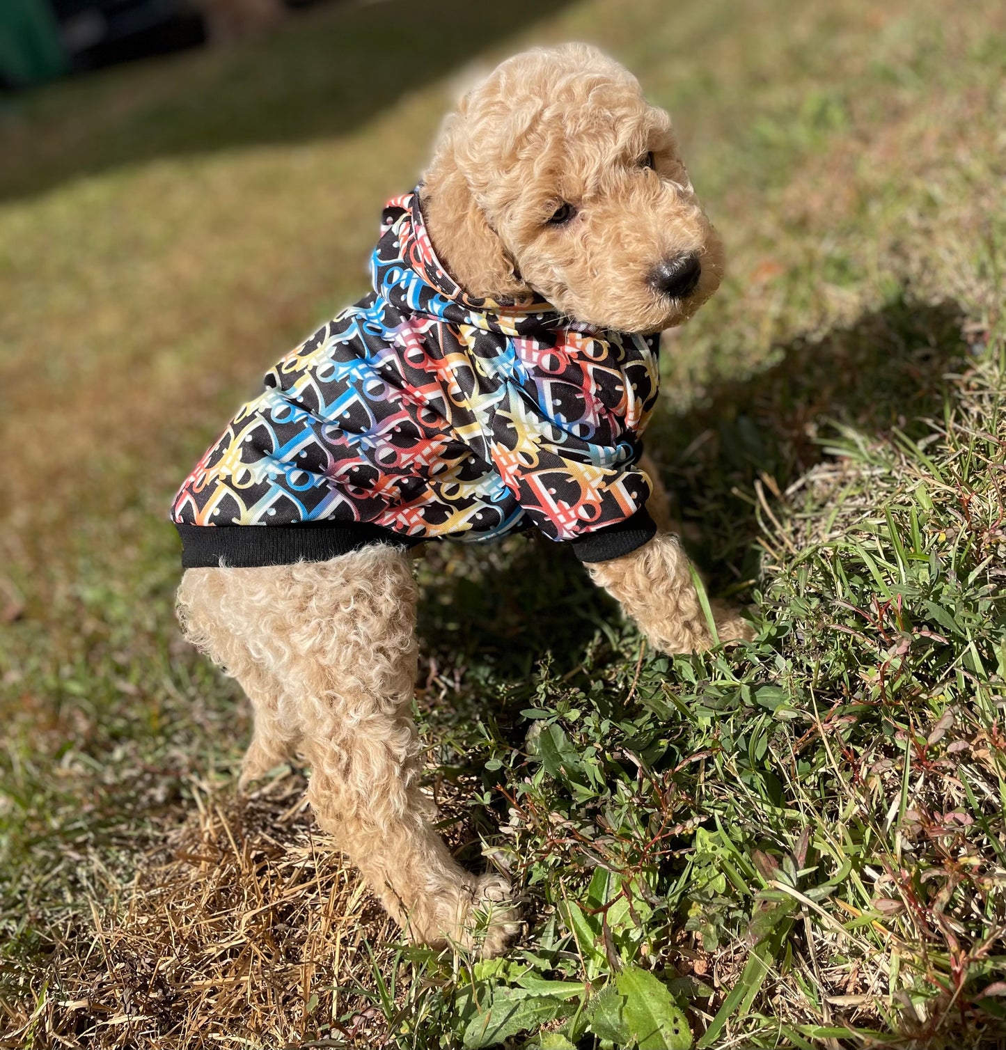 Goldendoodle Puppies