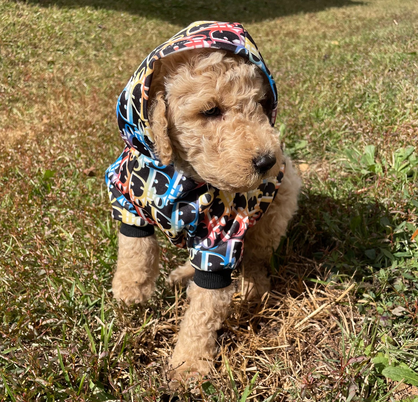Goldendoodle Puppies
