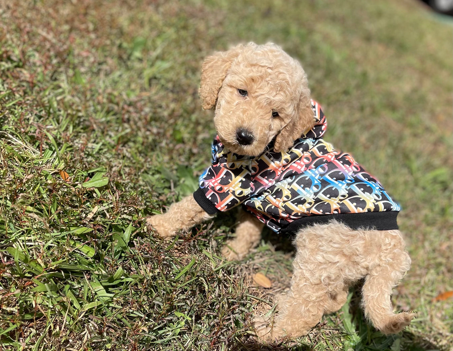 Goldendoodle Puppies