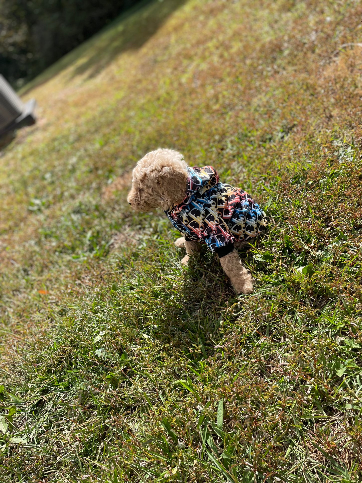 Goldendoodle Puppies