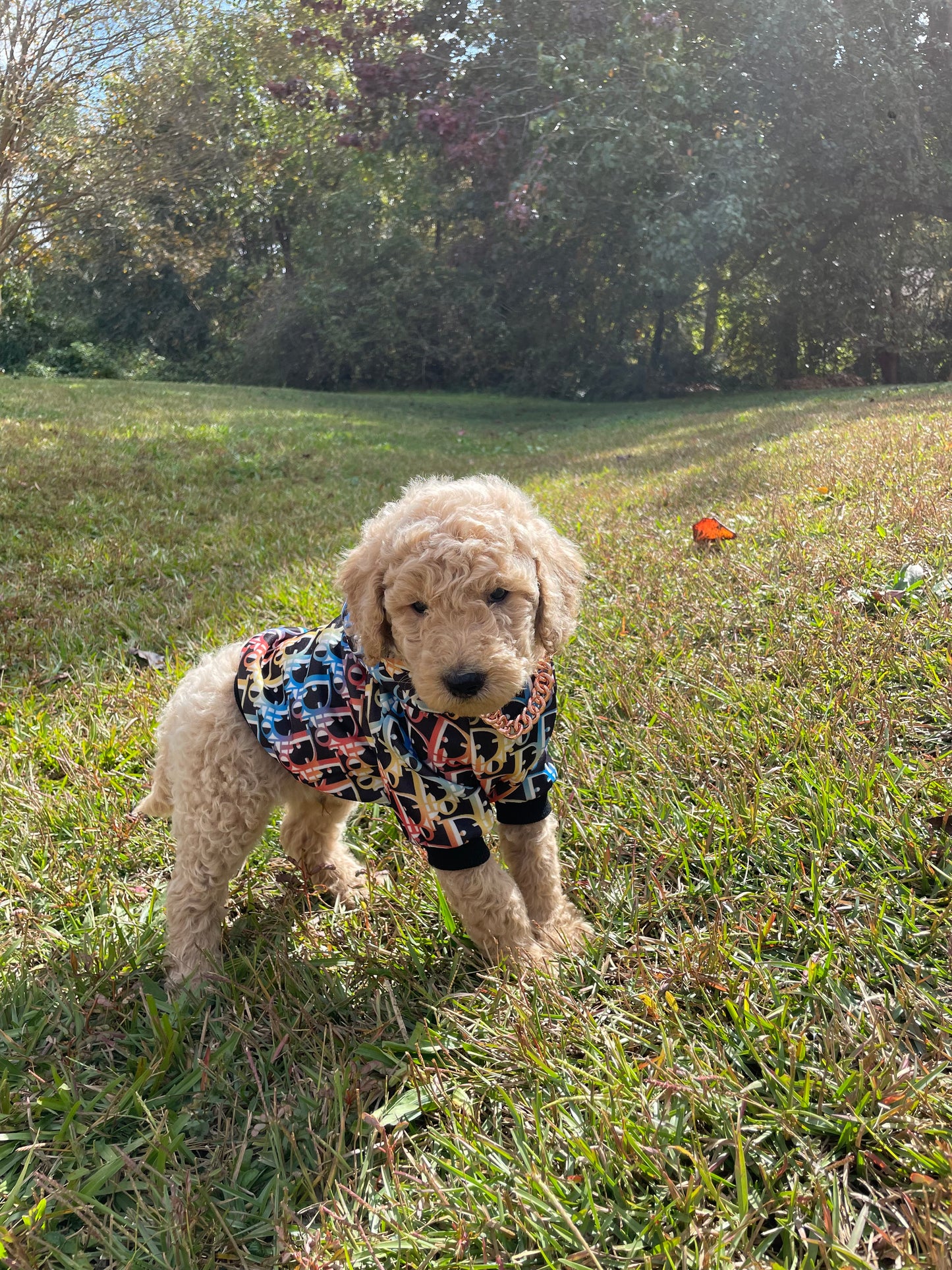 Goldendoodle Puppies