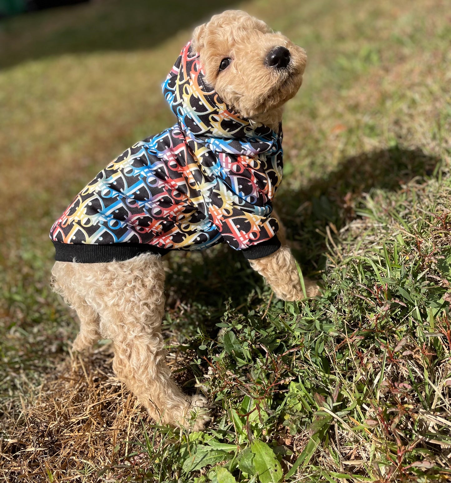 Goldendoodle Puppies