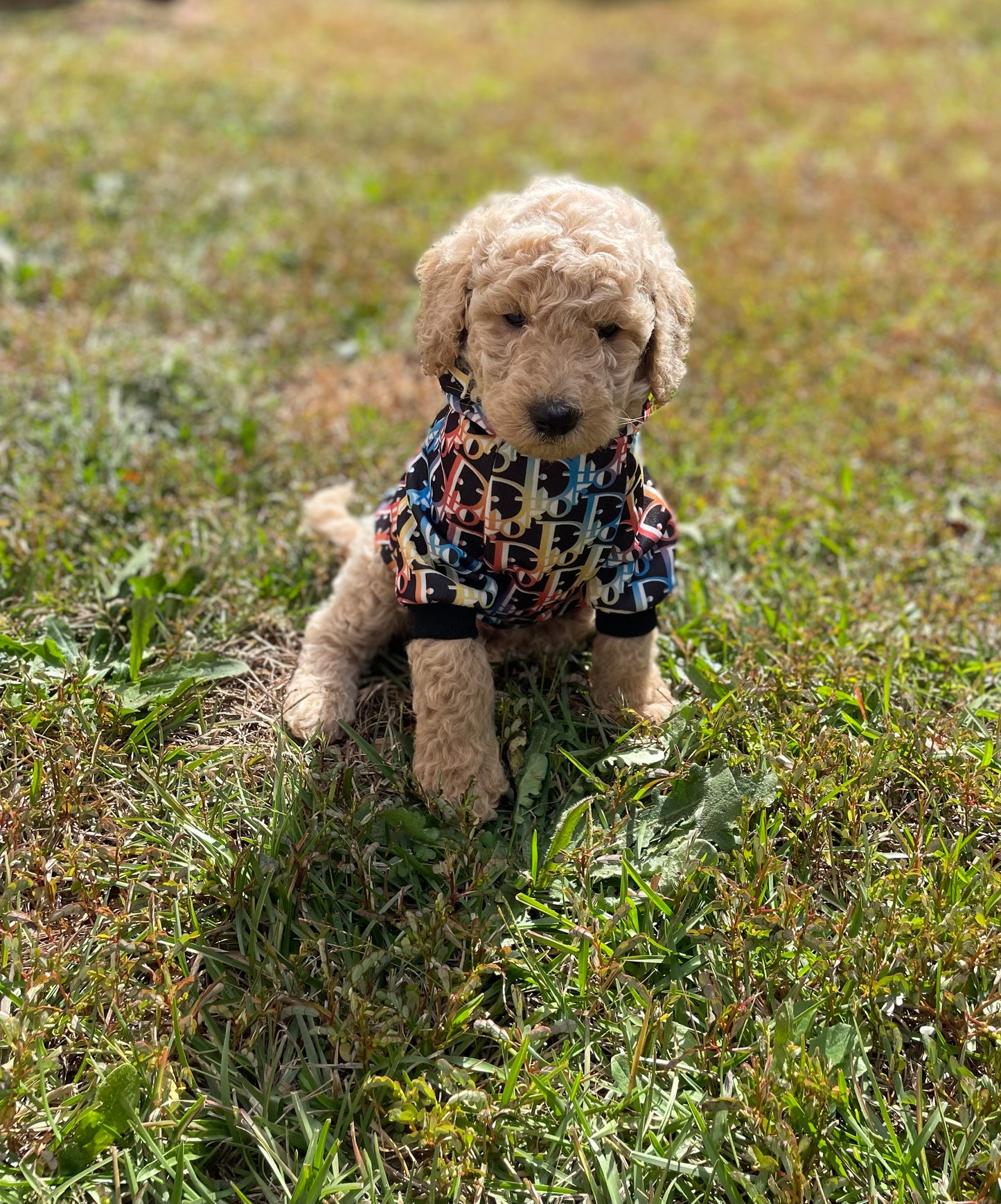 Goldendoodle Puppies