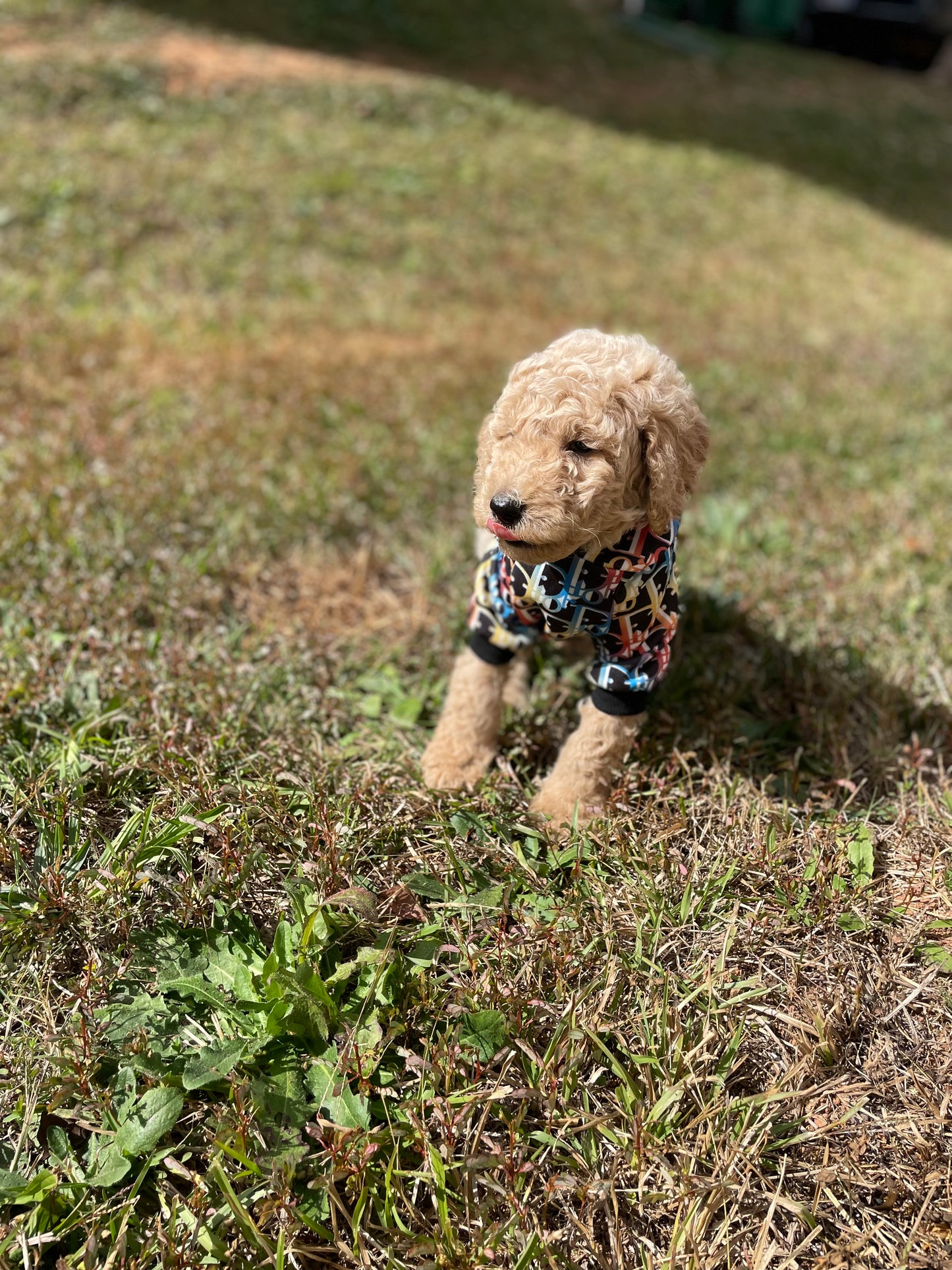 Goldendoodle Puppies