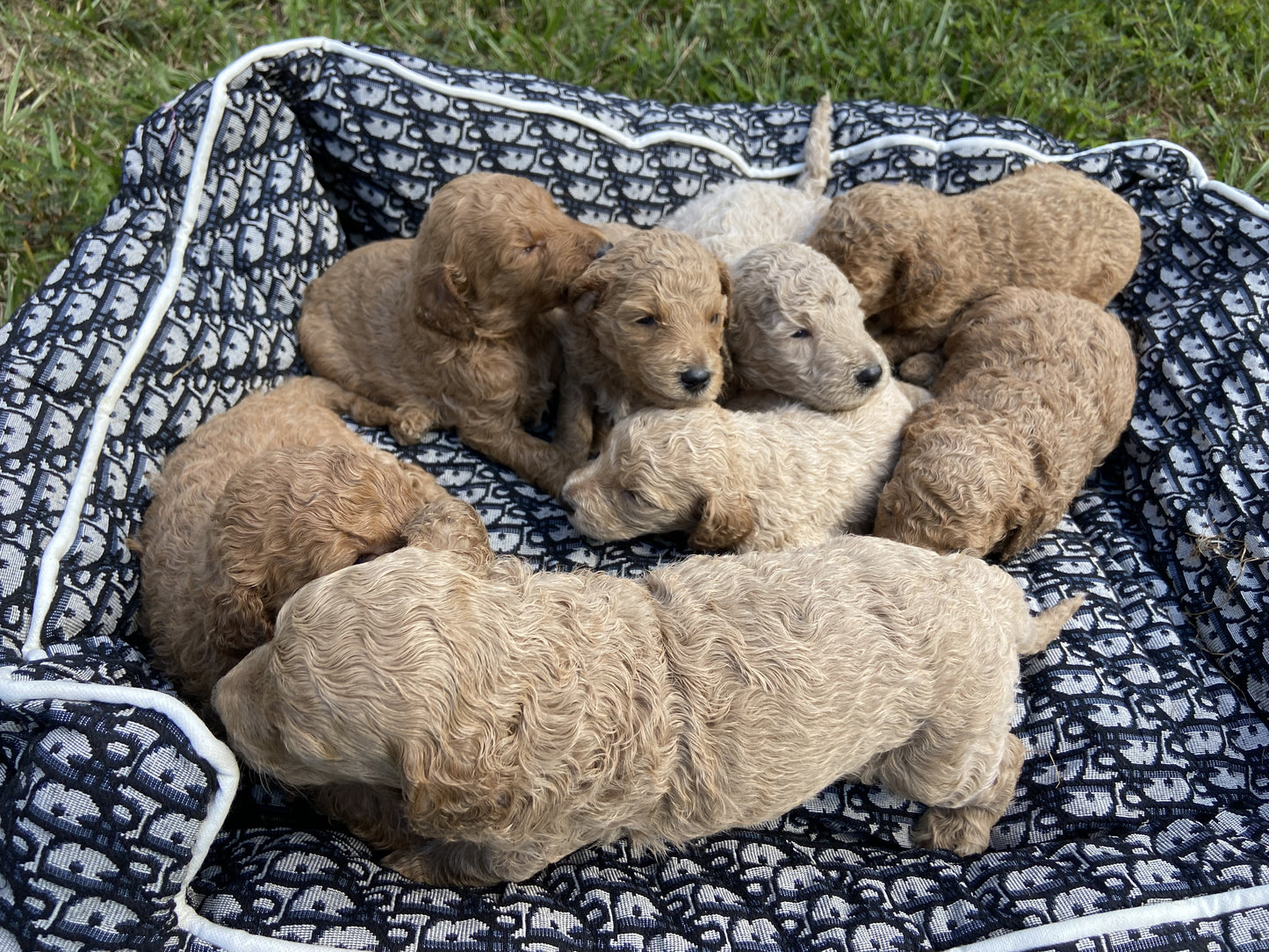 Goldendoodle Puppies