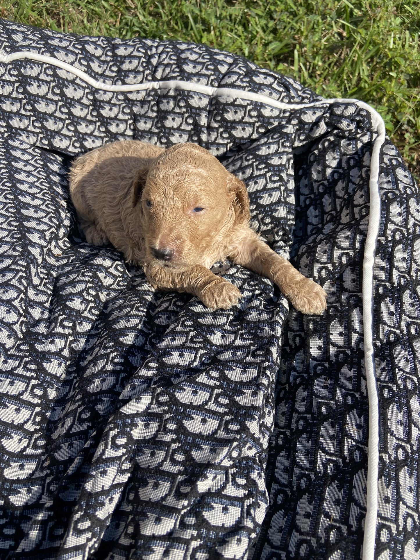 Goldendoodle Puppies