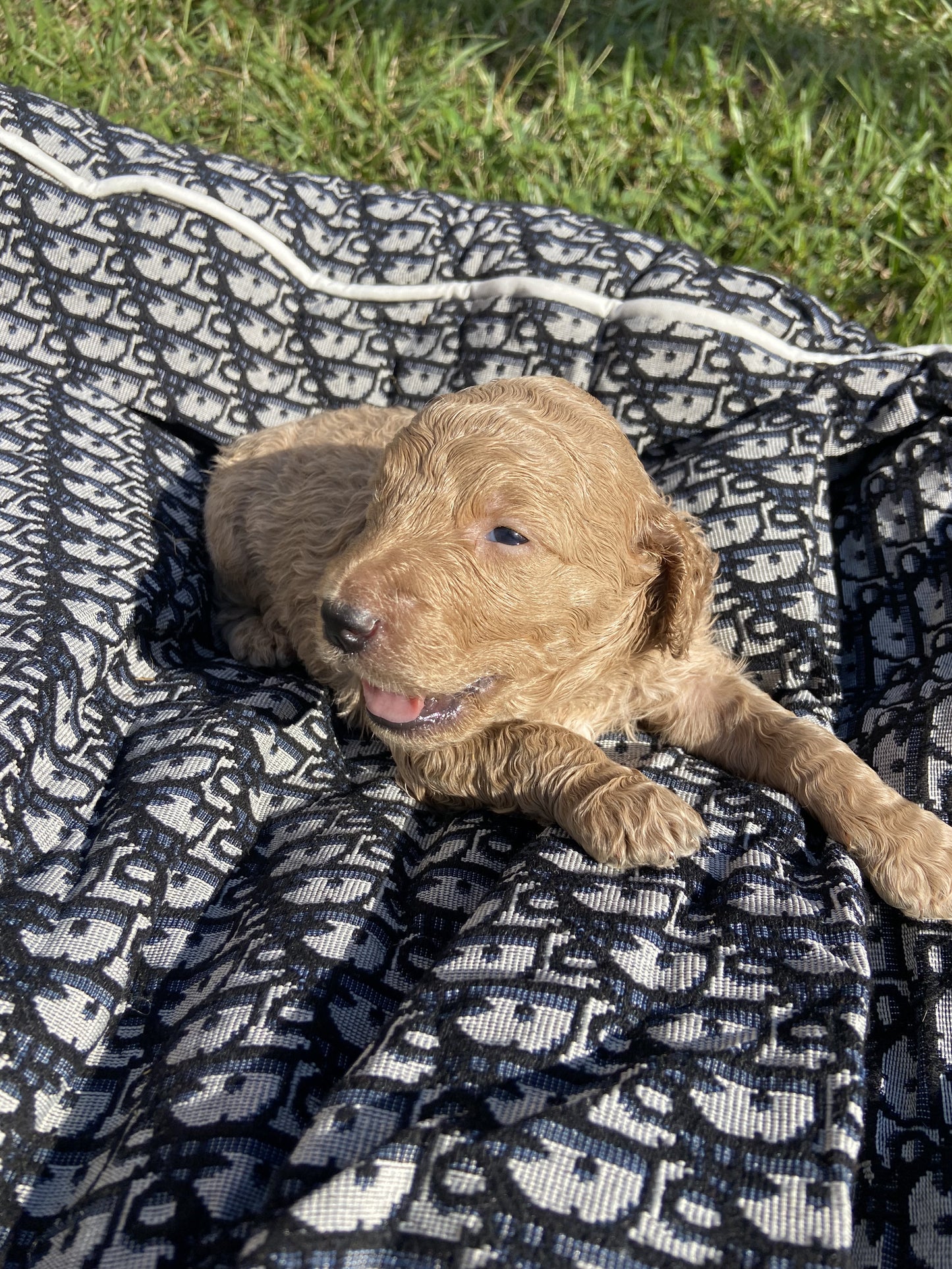 Goldendoodle Puppies
