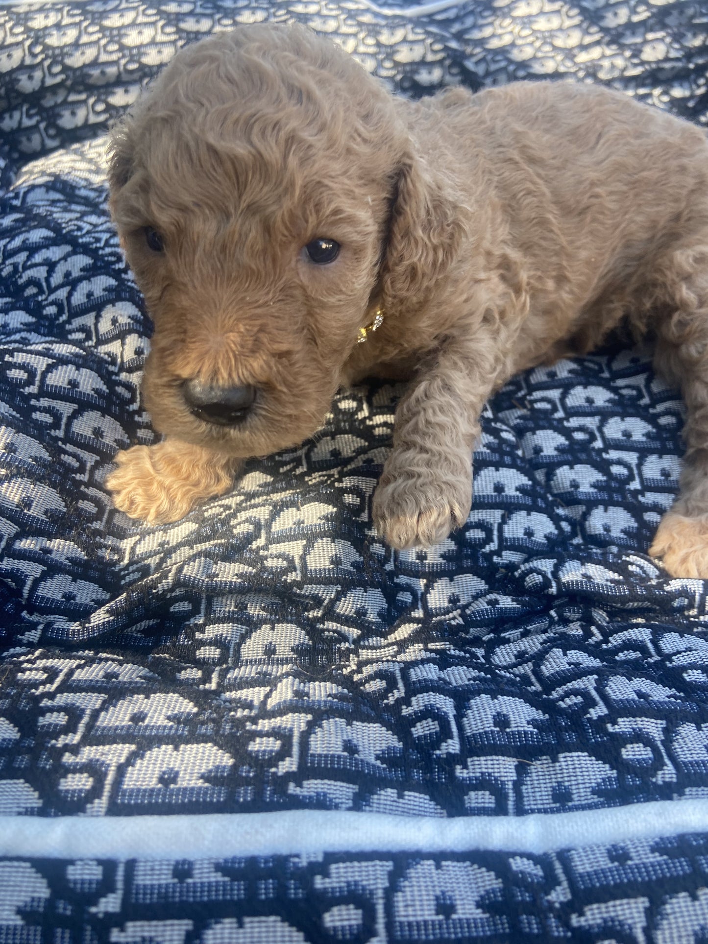 Goldendoodle Puppies