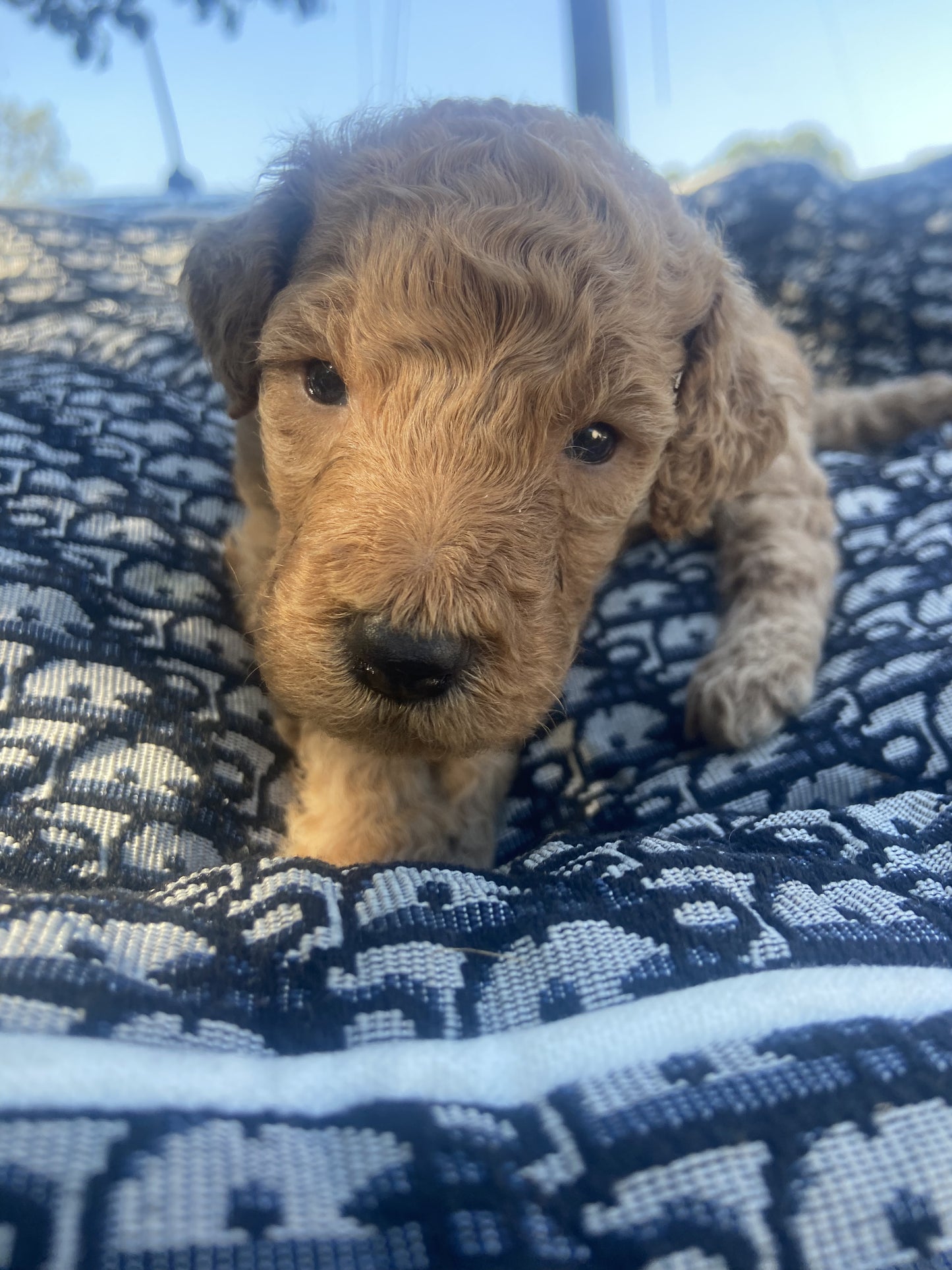 Goldendoodle Puppies
