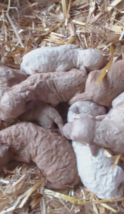 Goldendoodle Puppies