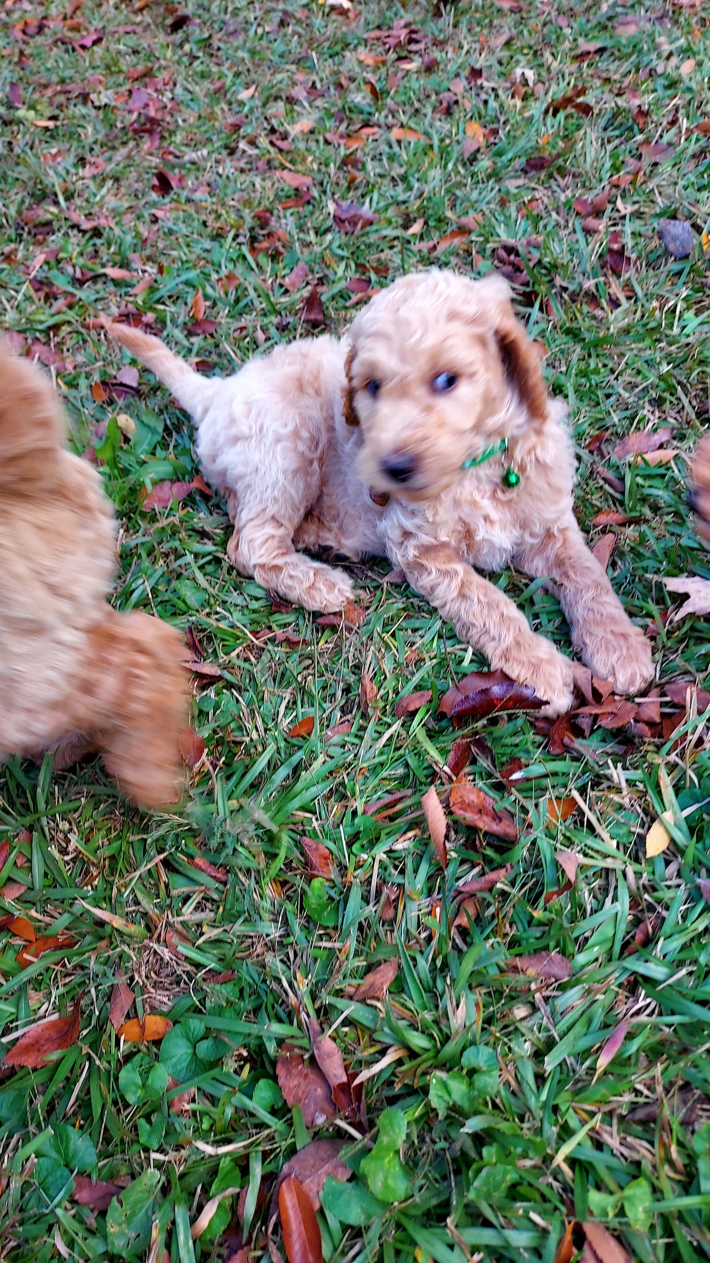 Goldendoodle Puppies