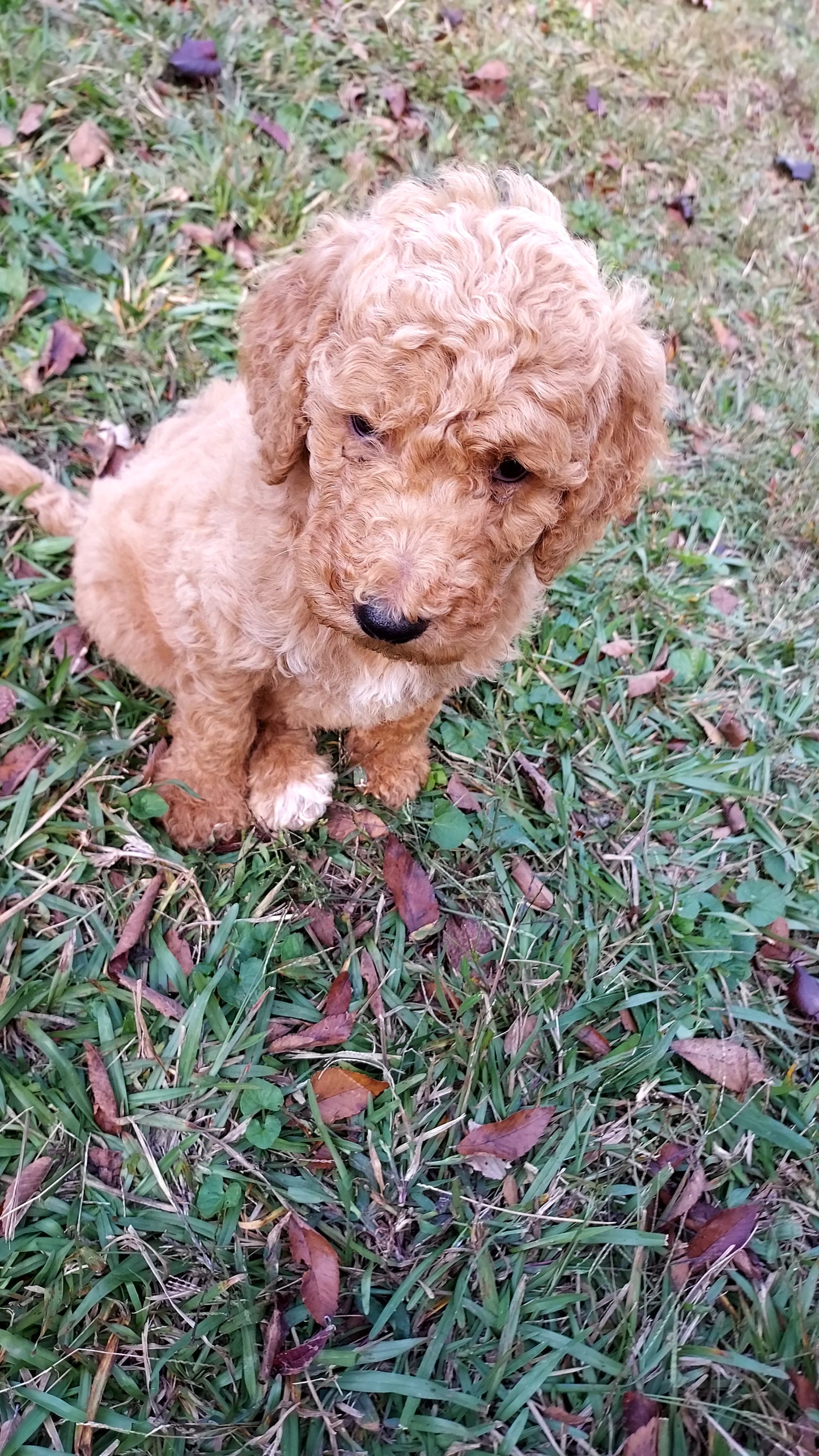 Goldendoodle Puppies