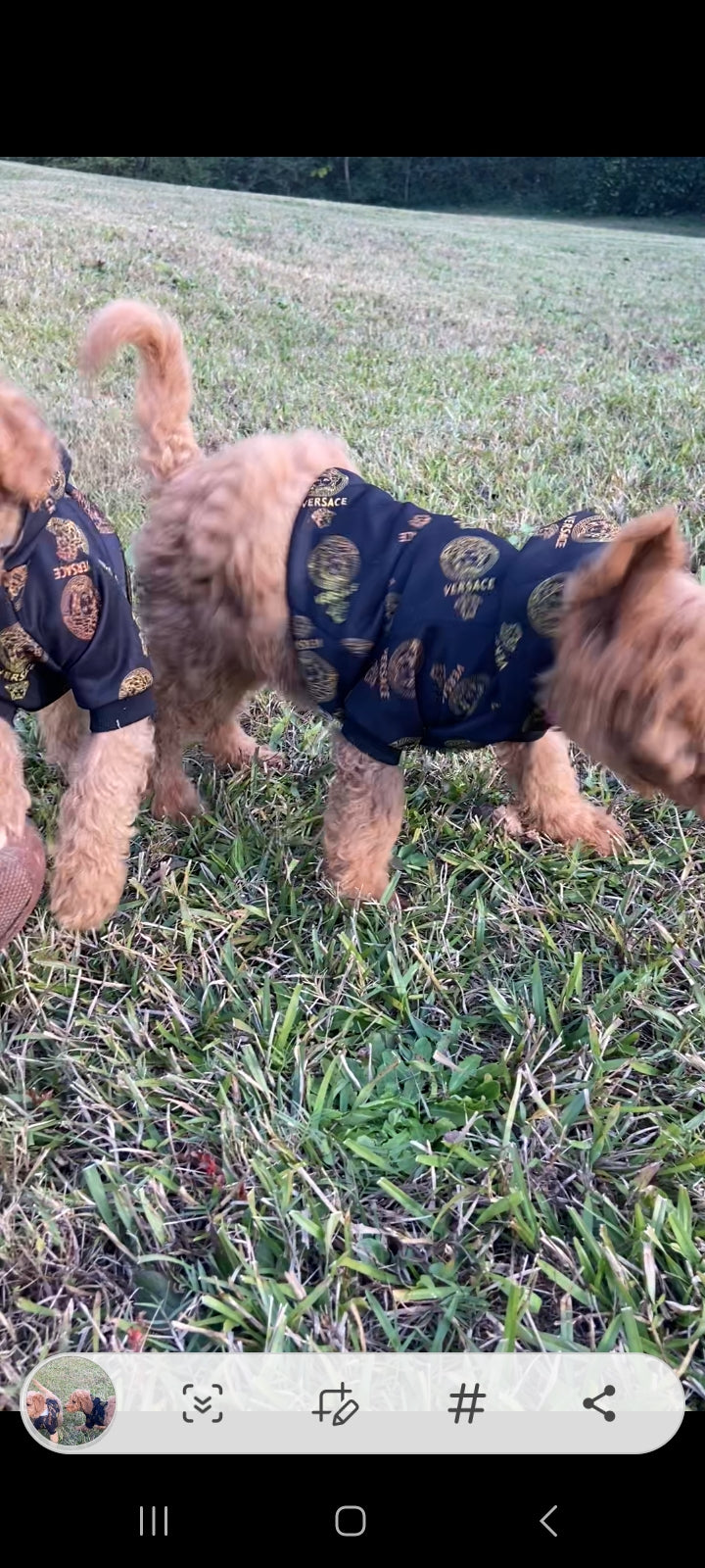 Goldendoodle Puppies