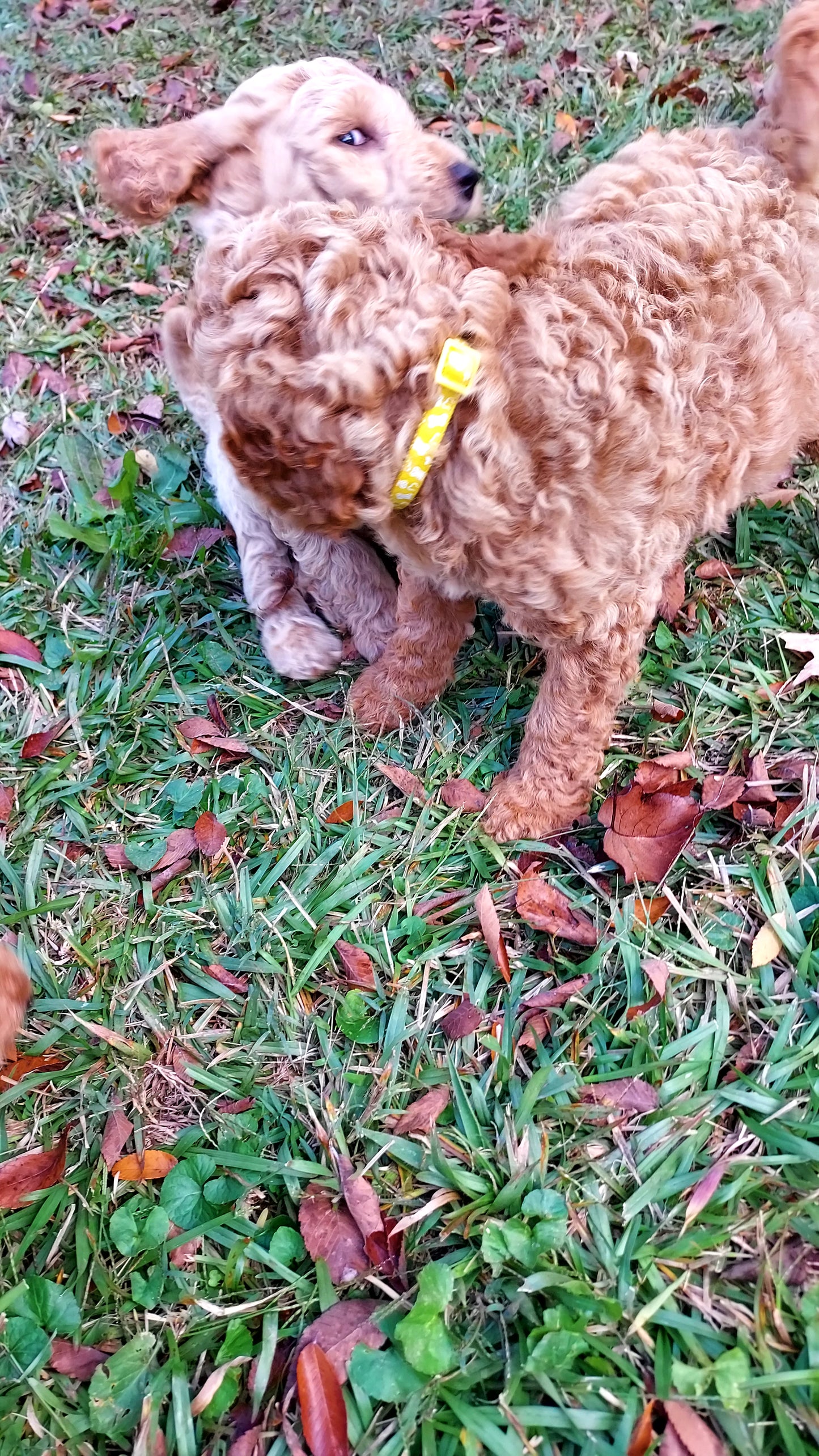 Goldendoodle Puppies