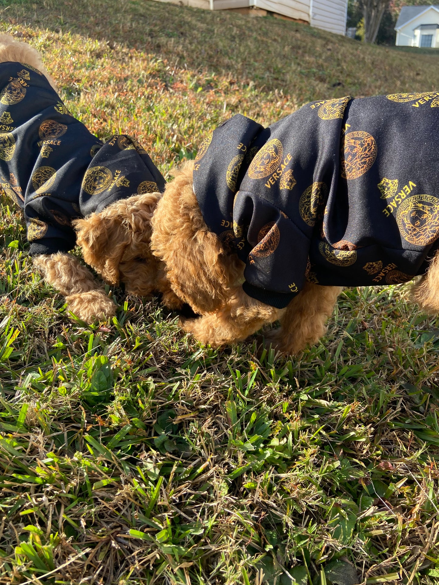 Goldendoodle Puppies