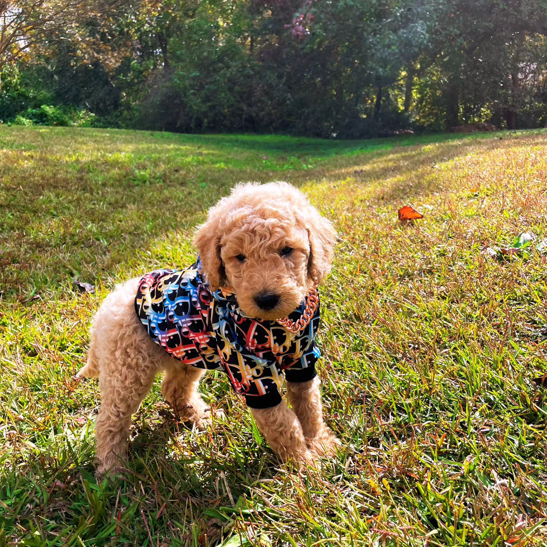 Goldendoodle Puppies