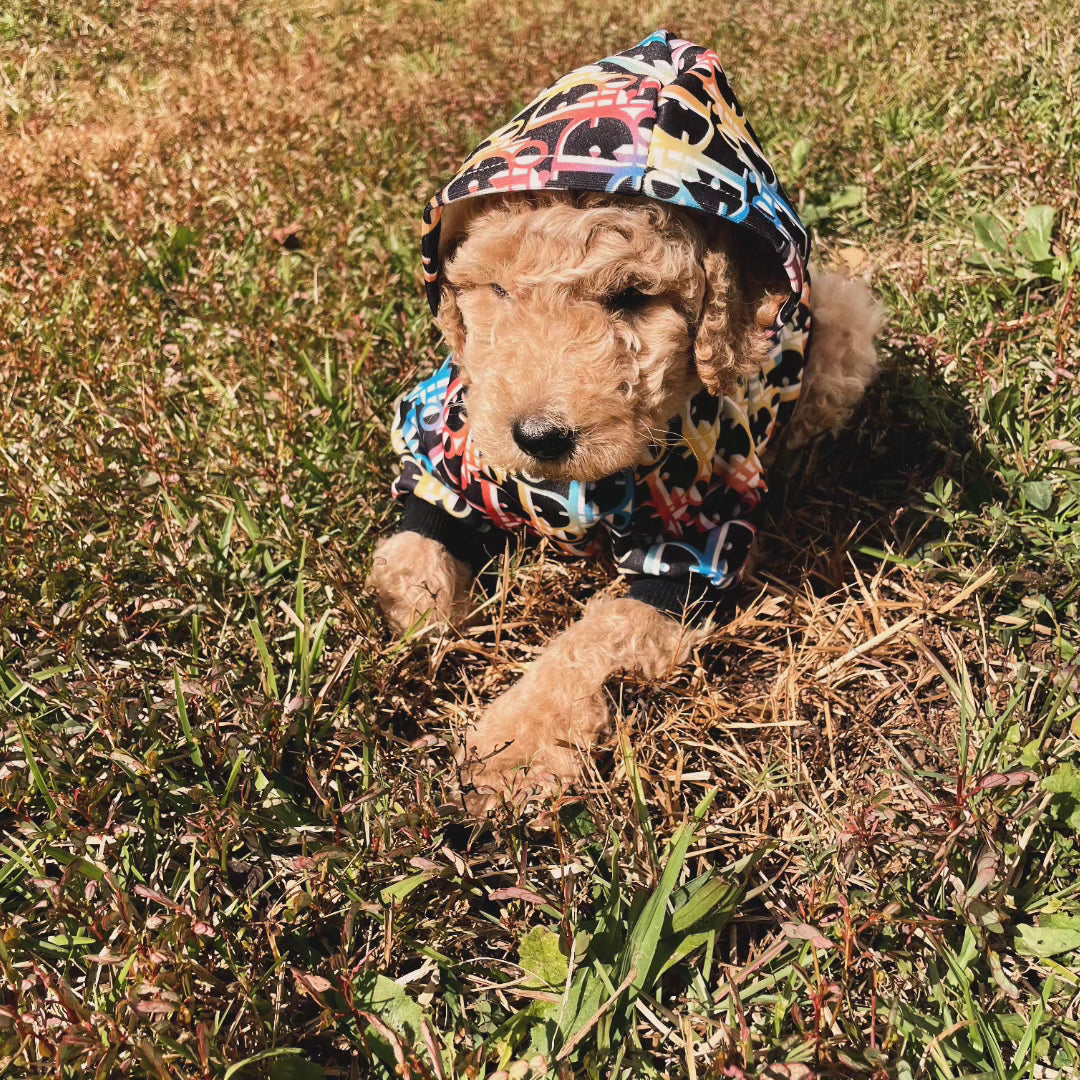 Goldendoodle Puppies