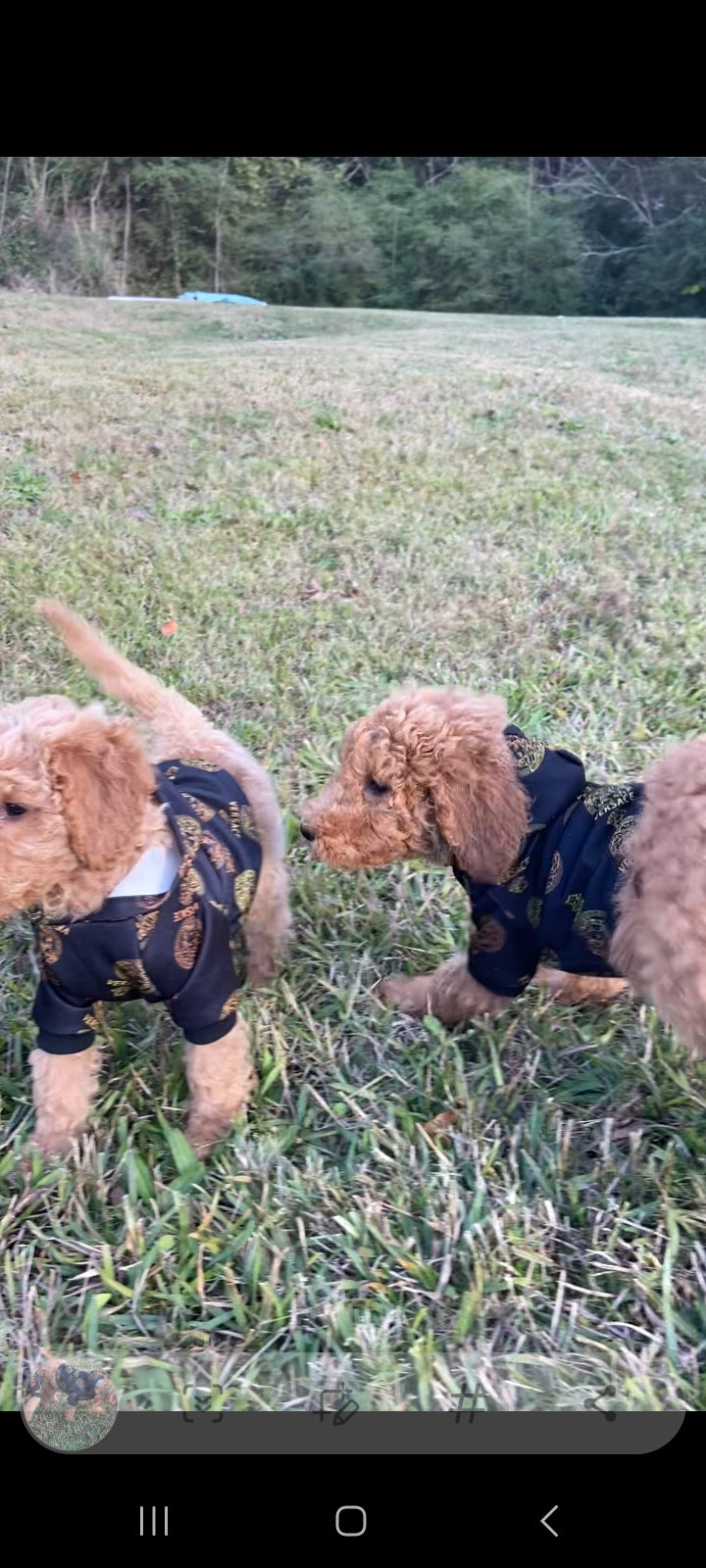 Goldendoodle Puppies