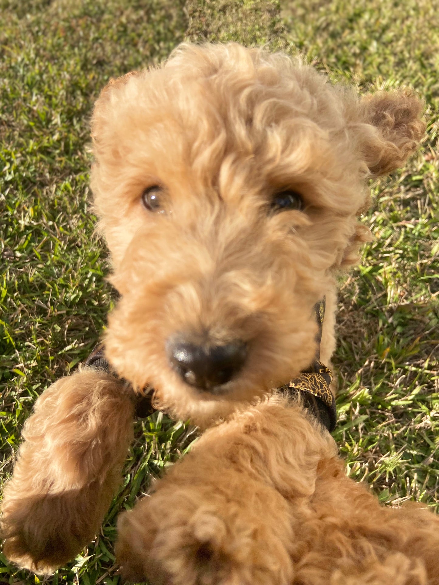 Goldendoodle Puppies
