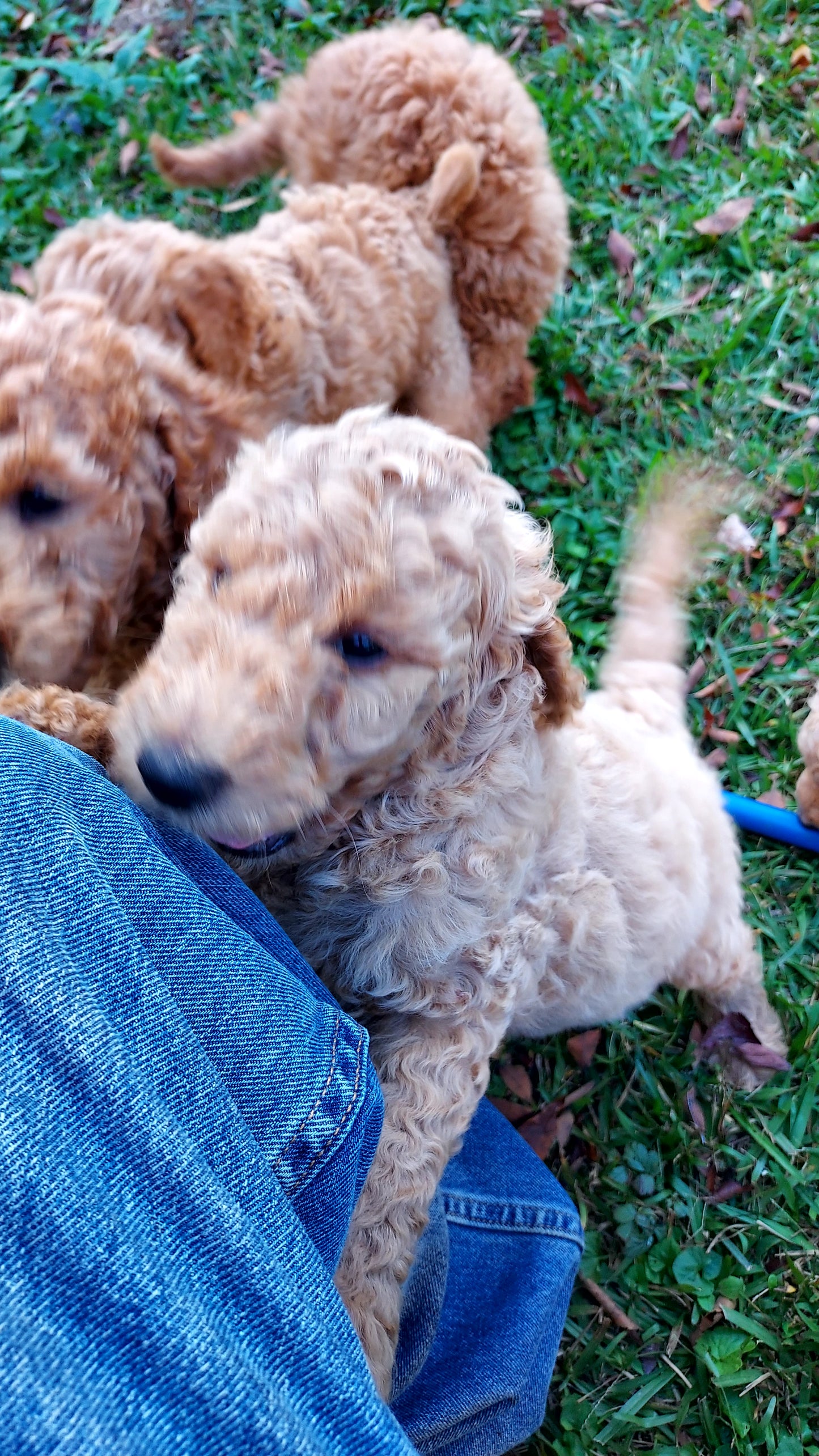 Goldendoodle Puppies