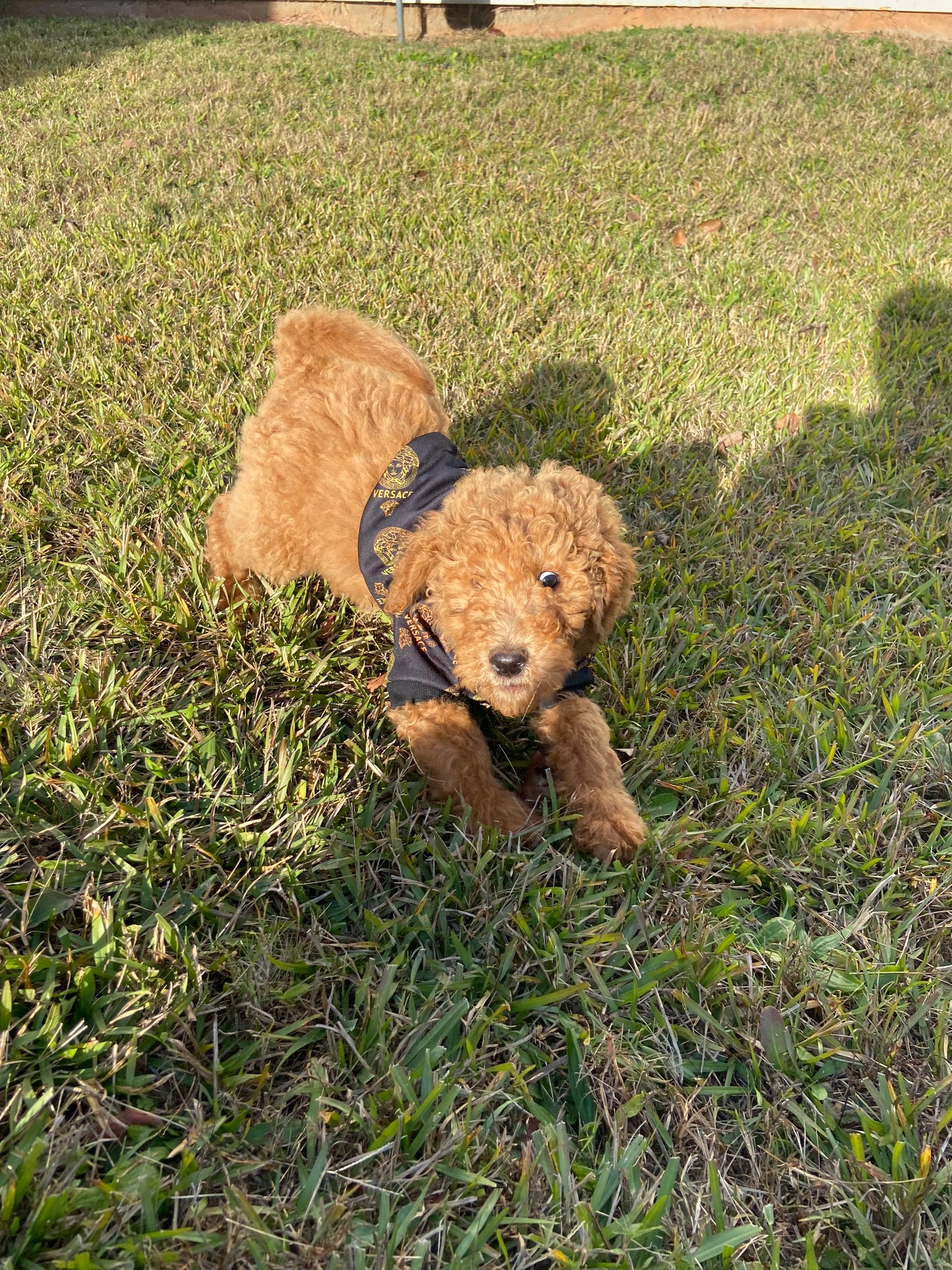 Goldendoodle Puppies