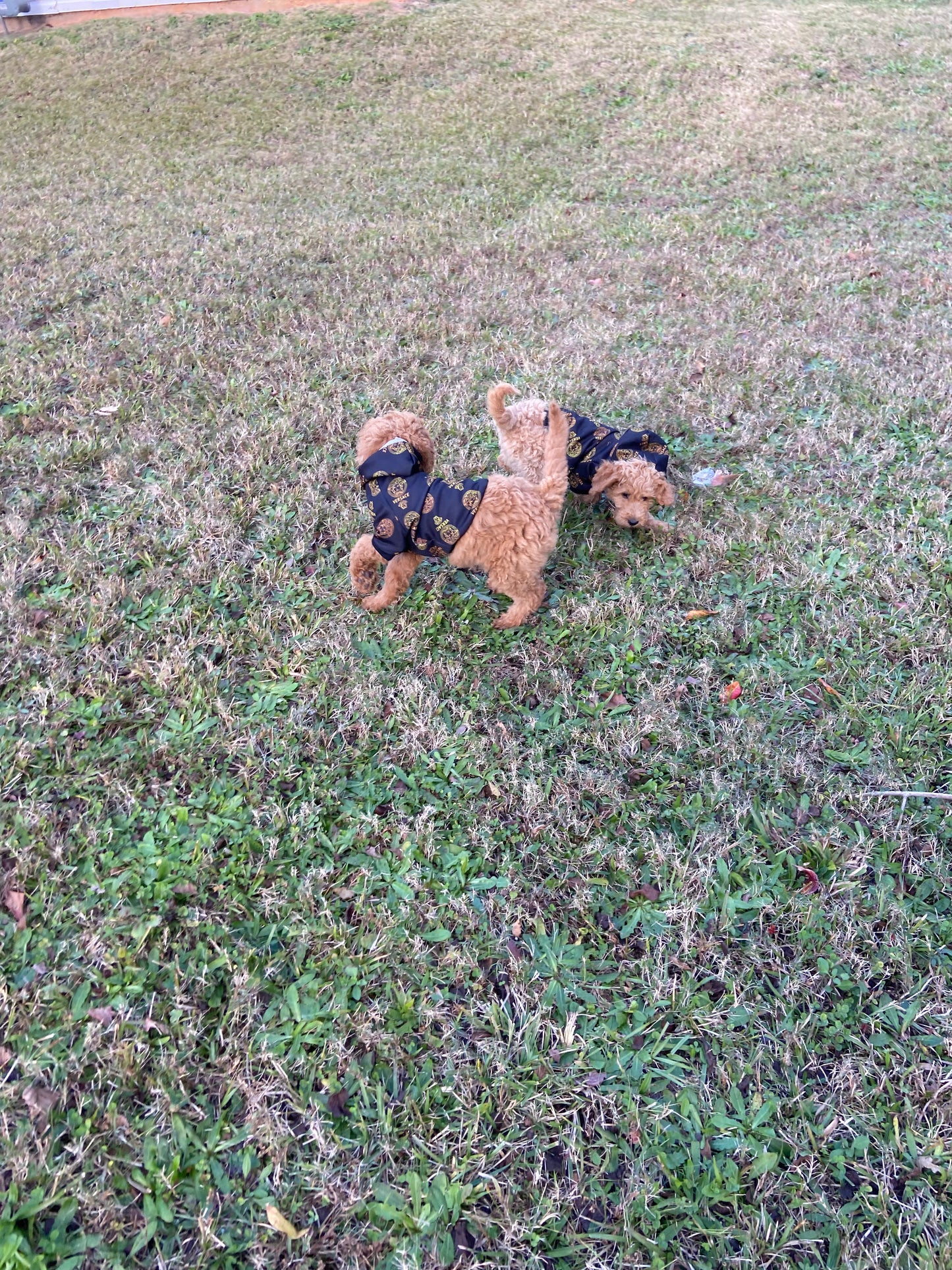Goldendoodle Puppies